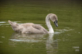 A young swan on the lake