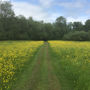 A path through the buttercup meadow