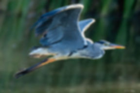 A grey heron in flight above the reeds