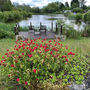 Red flowers beside a small boat on the lake