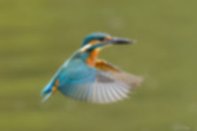 A kingfisher in flight over the water