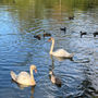 Swans and wildfowl on the lake