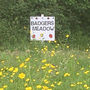 A paddling welcome sign in the buttercups